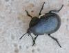 Ablattaria laevigata